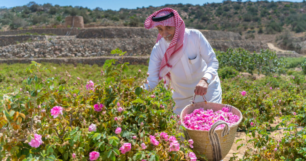 rose-taif